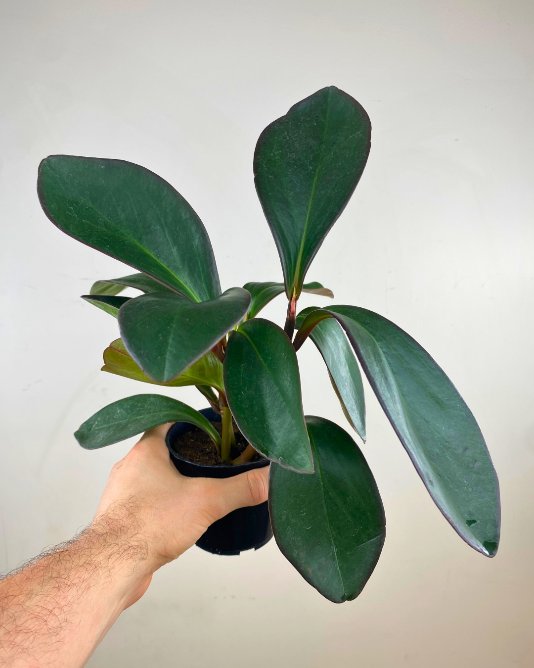 Peperomia obtusifolia 'Red Edge'