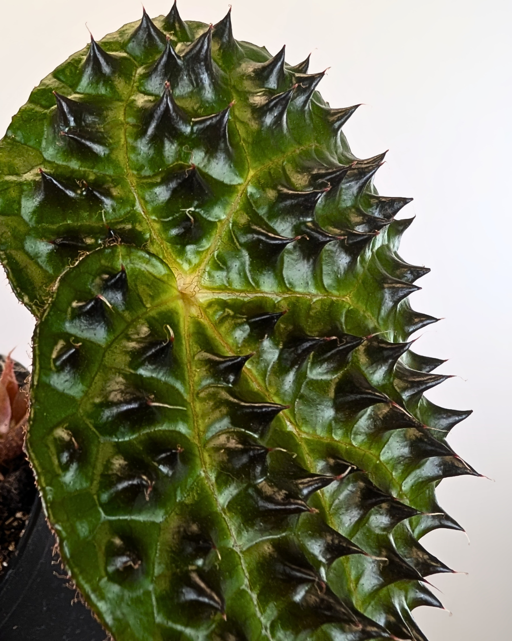 Begonia Ferox