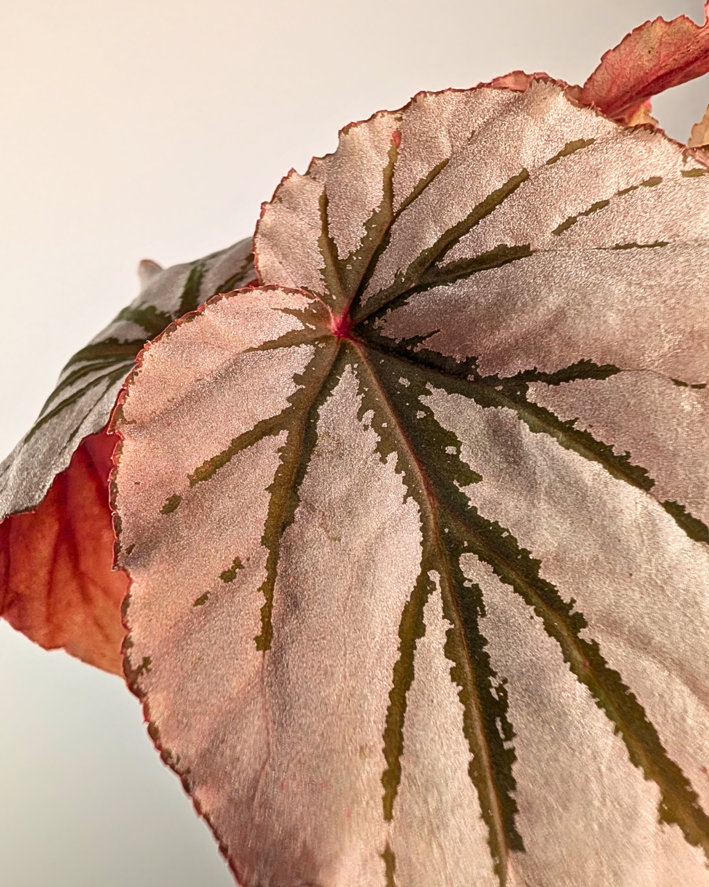 Begonia 'Looking Glass'