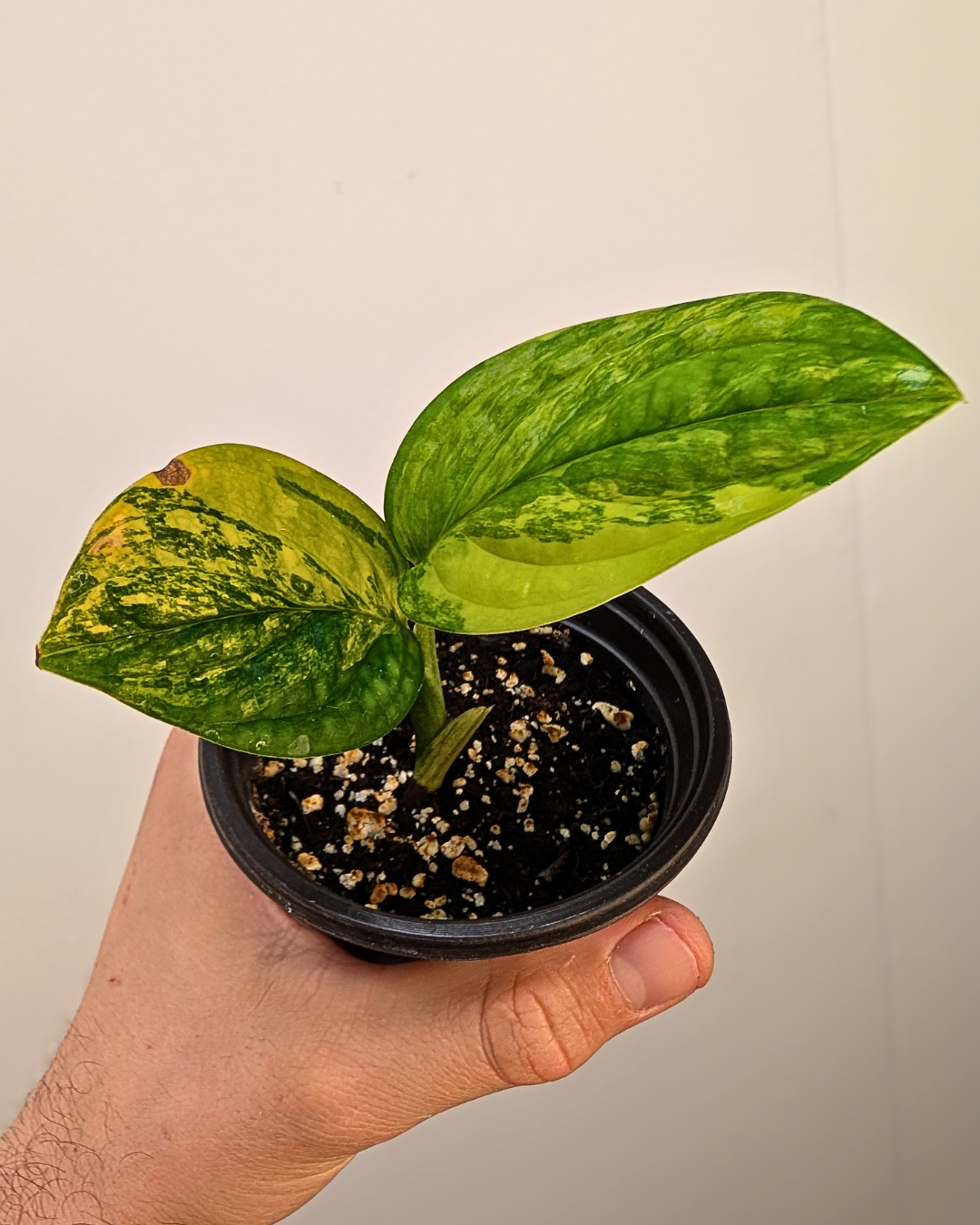 Monstera Peru Variegata
