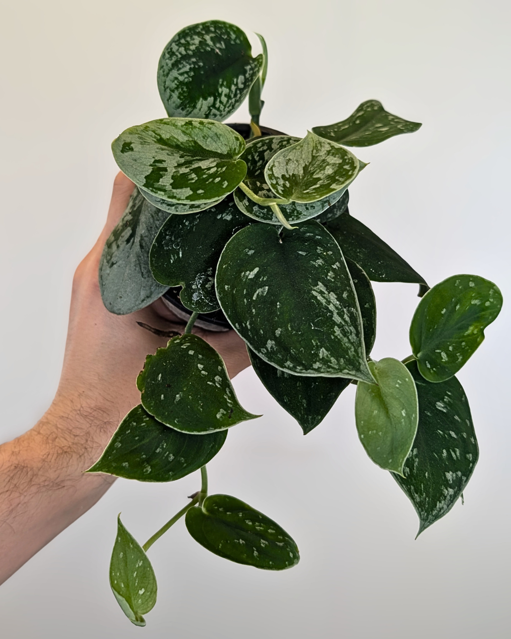 Scindapsus Silvery Ann (pothos)