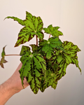 Begonia 'Geometry'