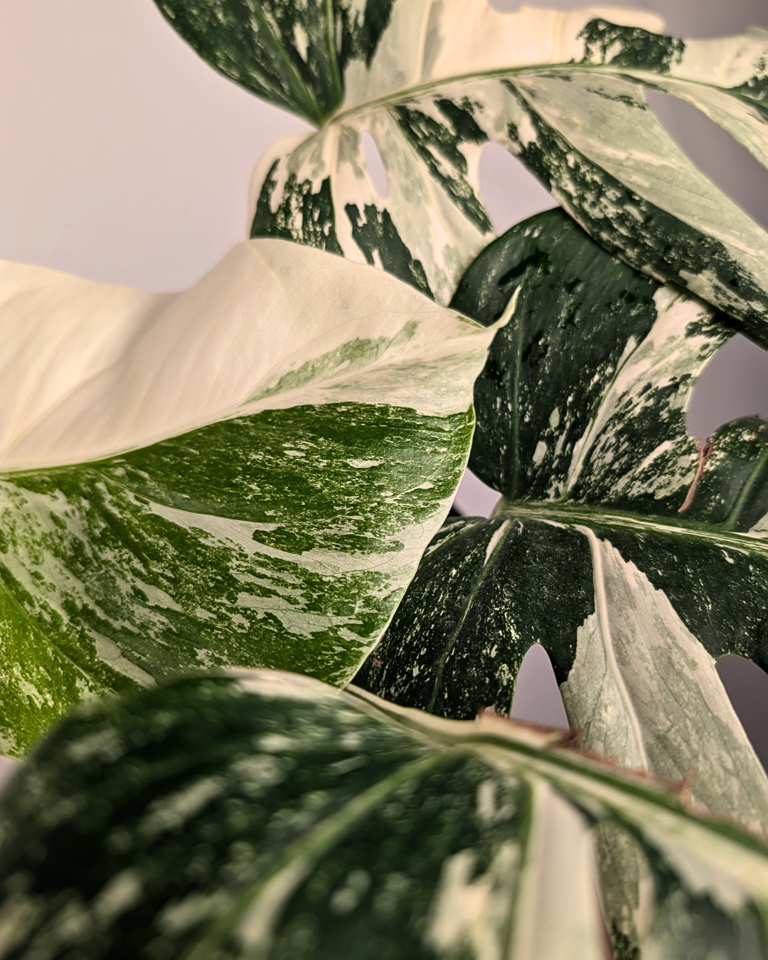 Monstera Borsigiana Albo