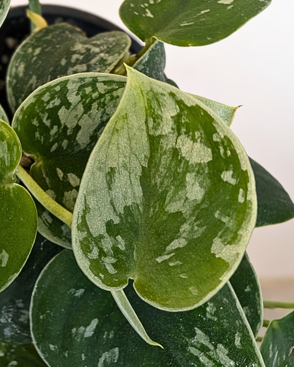 Scindapsus Silvery Ann (pothos)