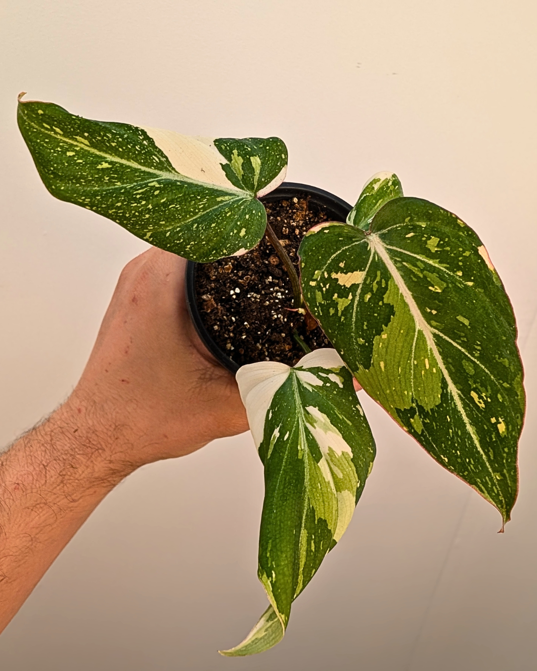 Philodendron Gloriosum Variegata