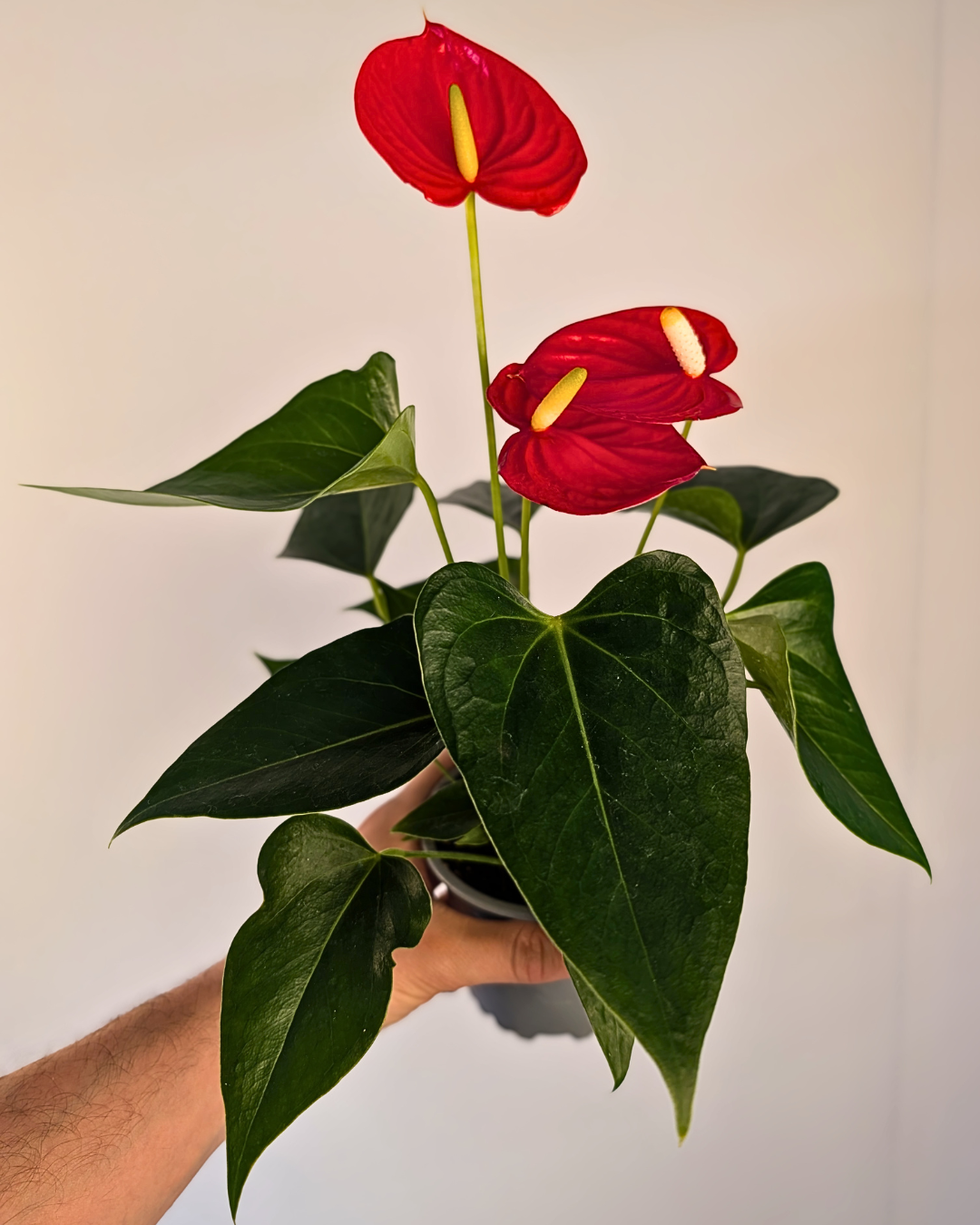 Anthurium andreanum