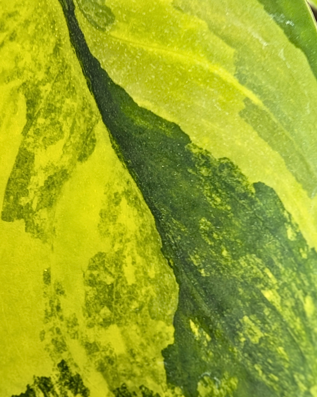 Scindapsus Jade Satin Variegata (pothos)