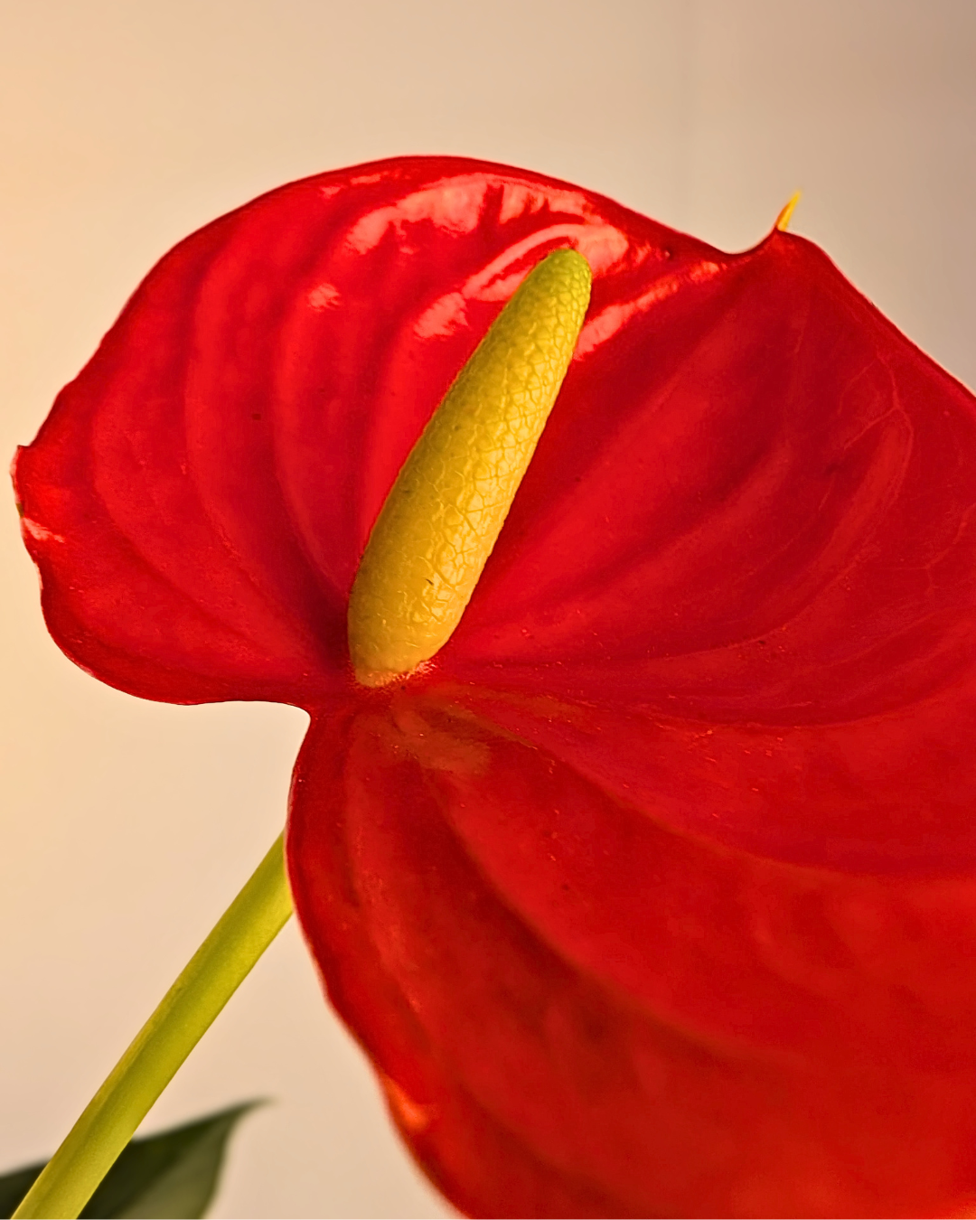 Anthurium andreanum