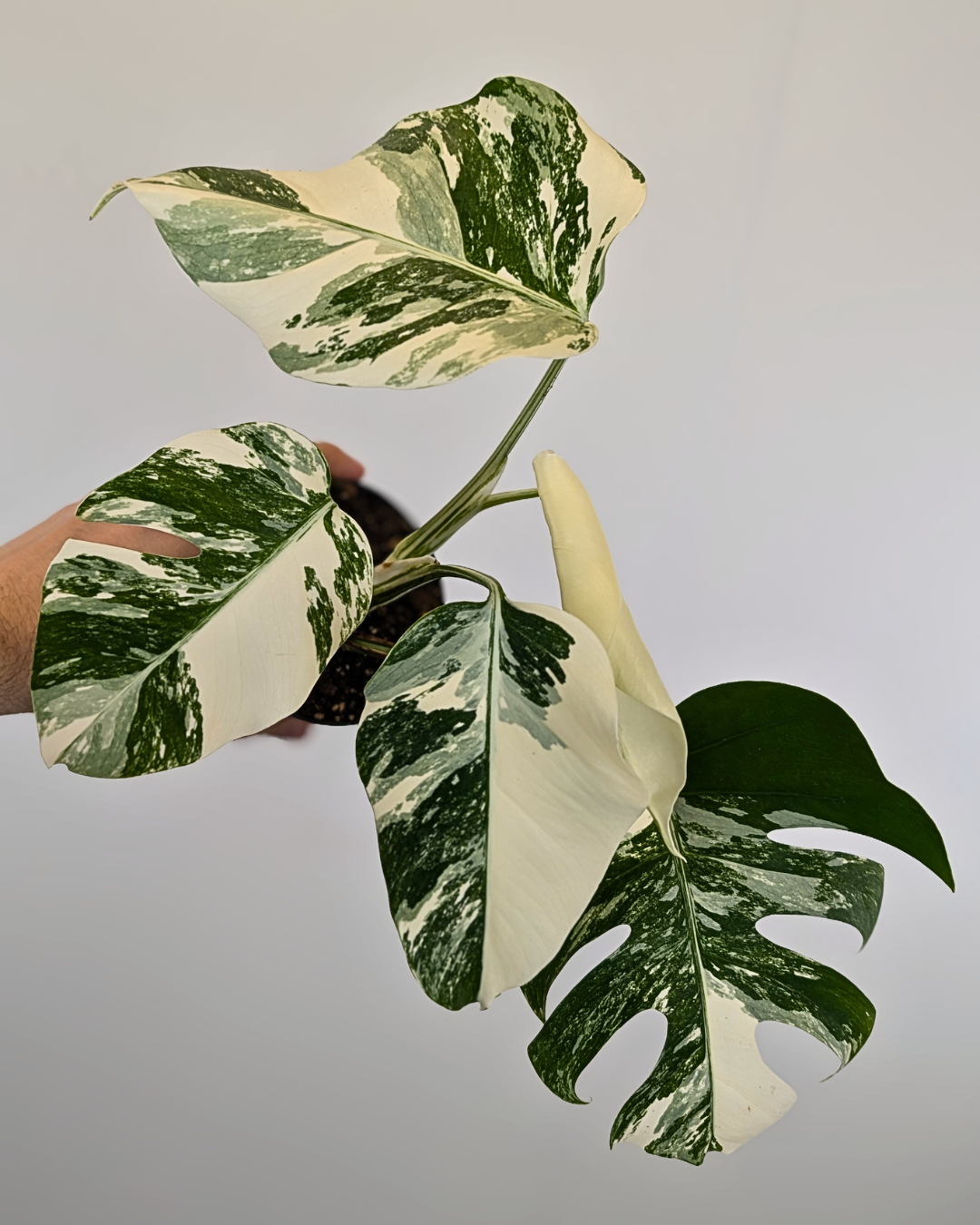 Monstera Borsigiana Albo