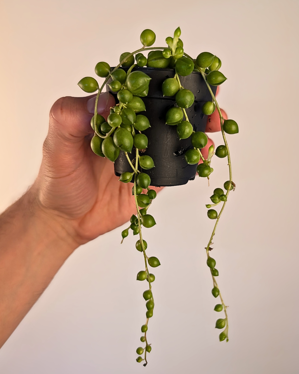 String of Pearls - Senecio rowleyanus