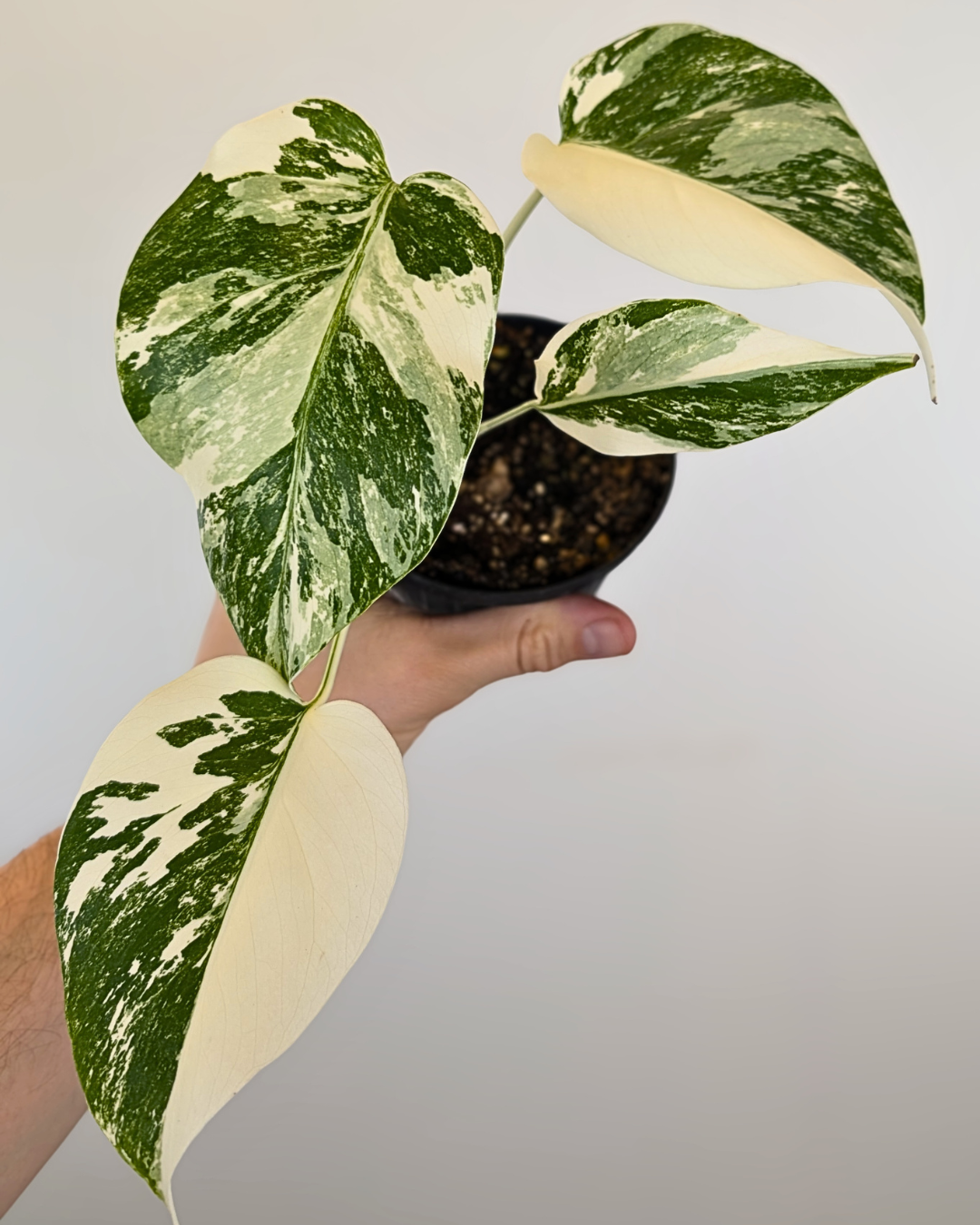 Monstera Borsigiana Albo