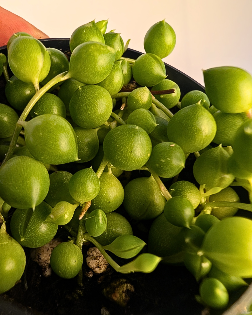 String of Pearls - Senecio rowleyanus