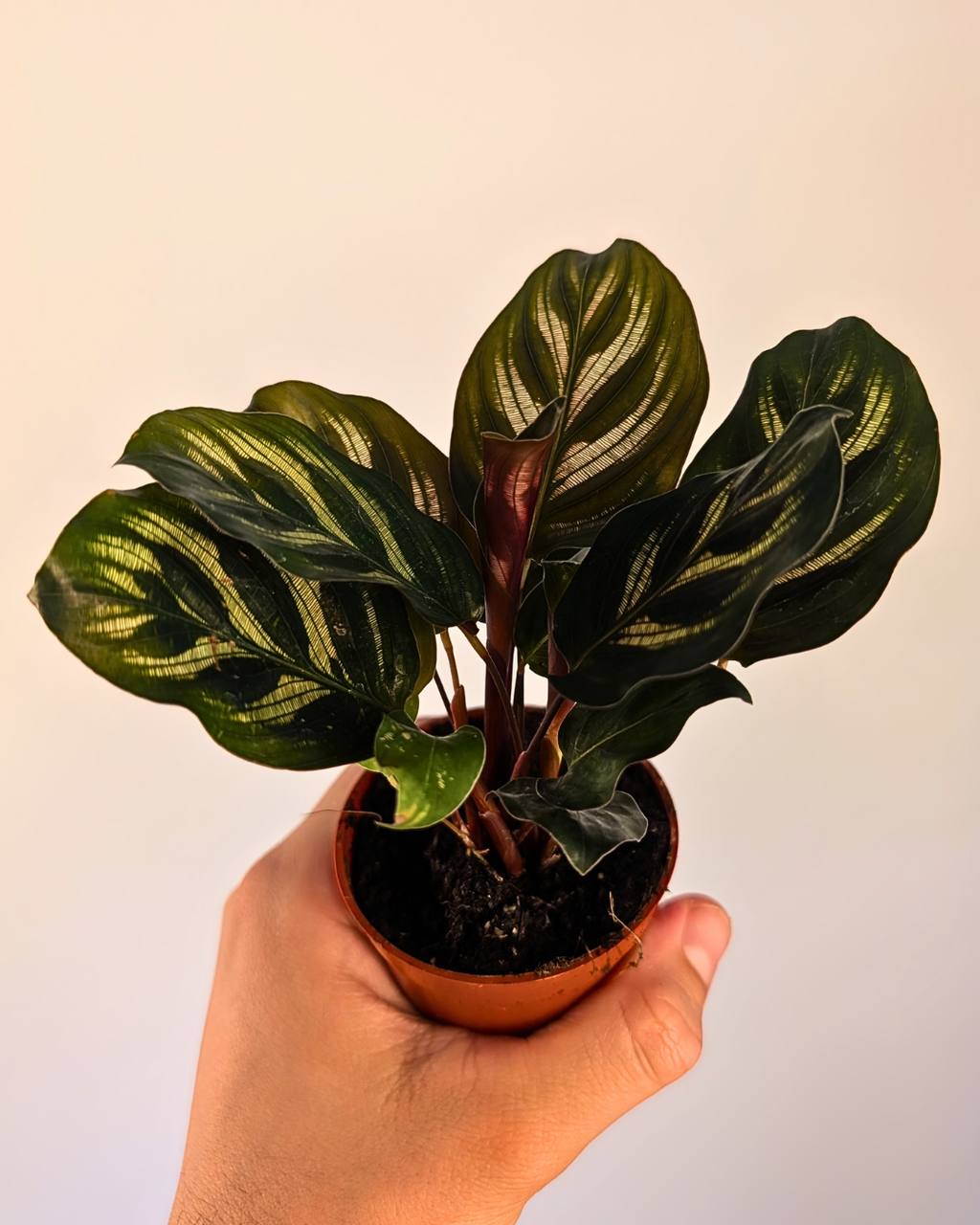 Calathea makoyana
