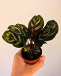 Calathea makoyana