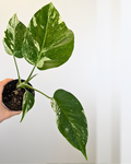 Monstera Borsigiana Albo