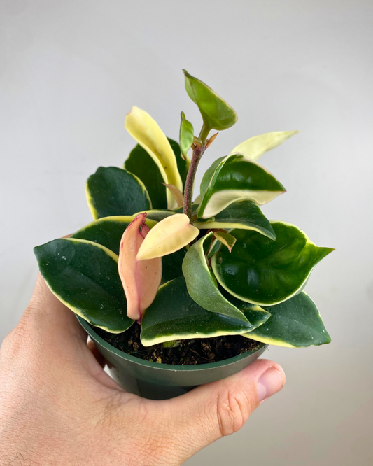 Hoya Krimson Queen