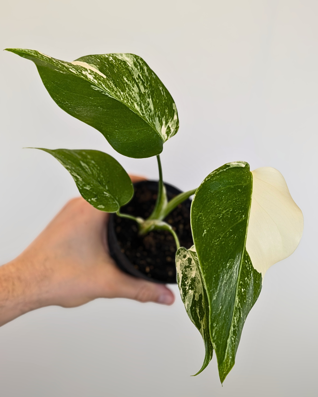 Monstera Borsigiana Albo