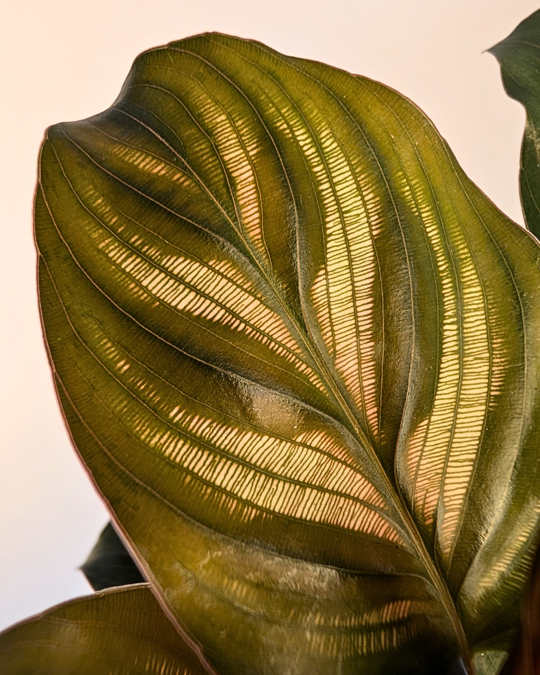 Calathea makoyana