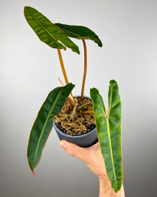 Philodendron Billietiae