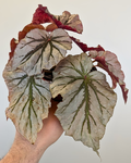 Begonia 'Looking Glass'