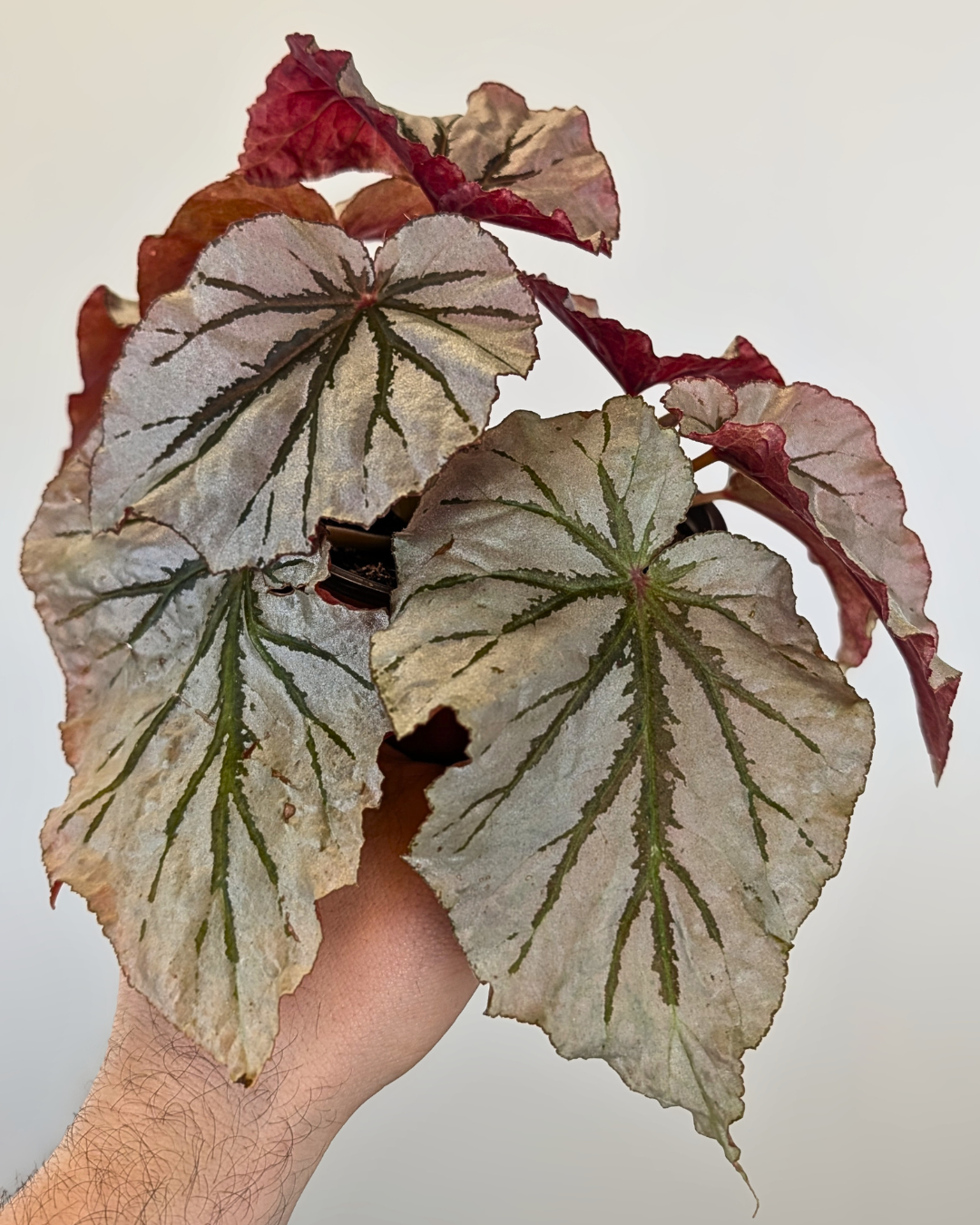 Begonia 'Looking Glass'