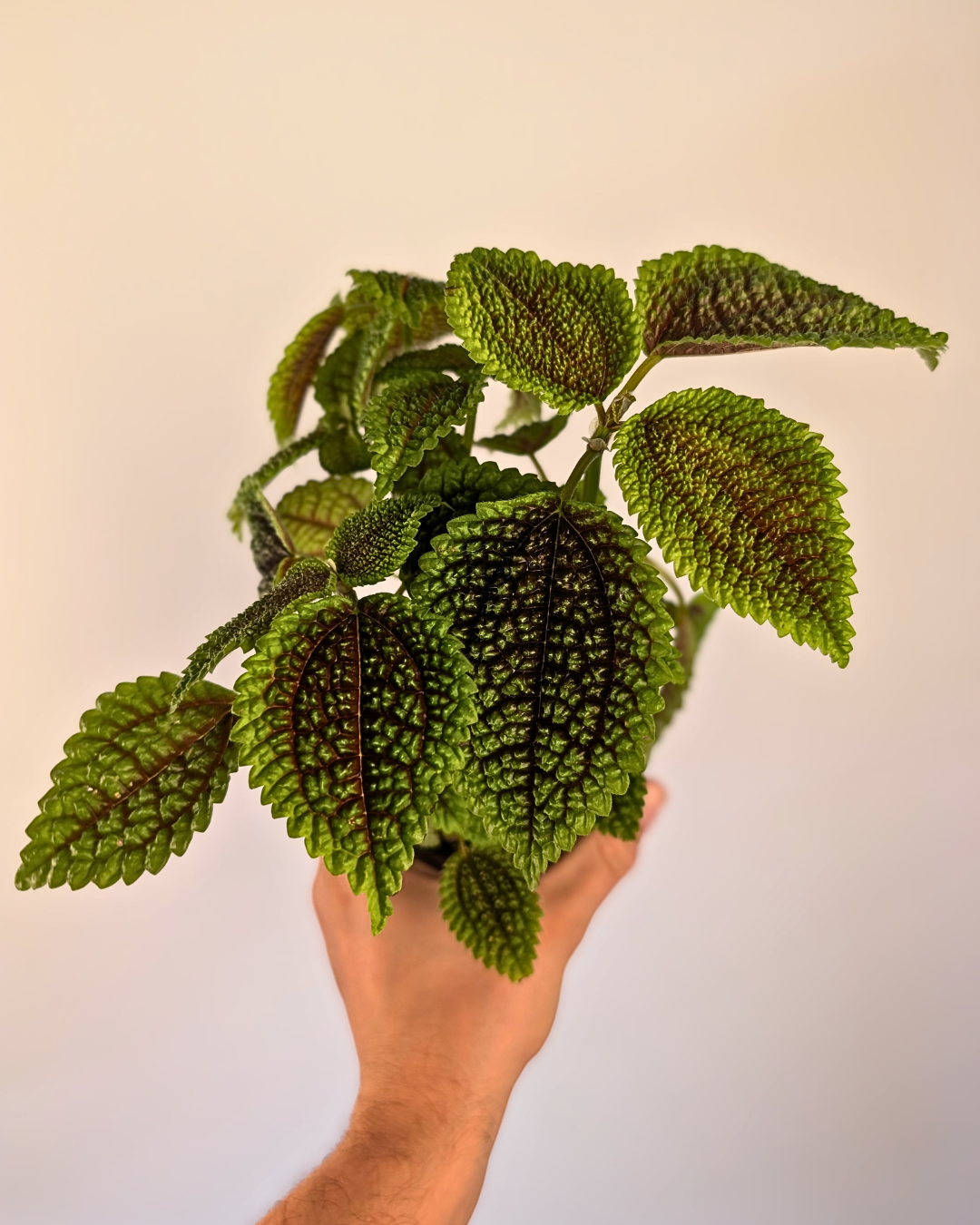 Pilea mollis ‘Moon Valley’