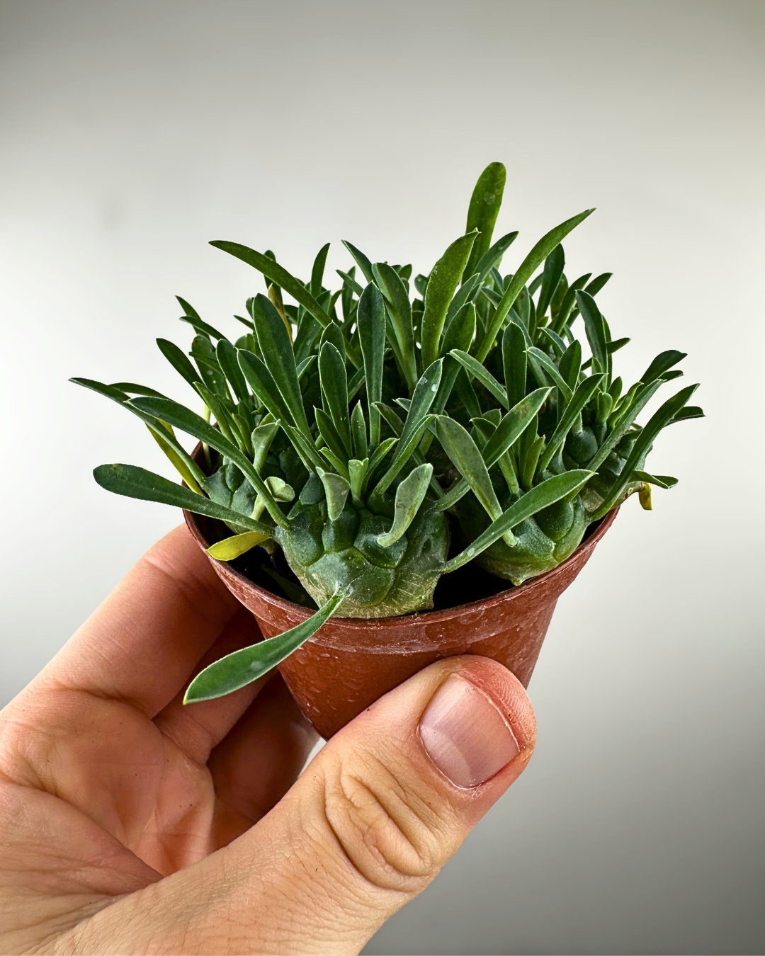 Euphorbia bupleurifolia × susannae