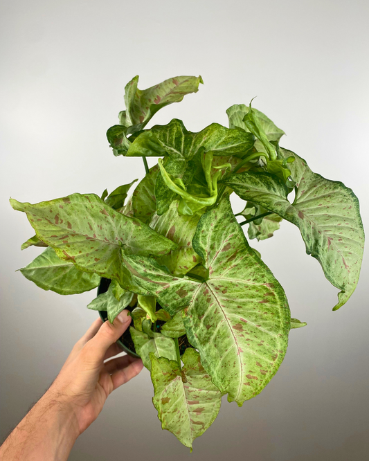 Syngonium Mojito