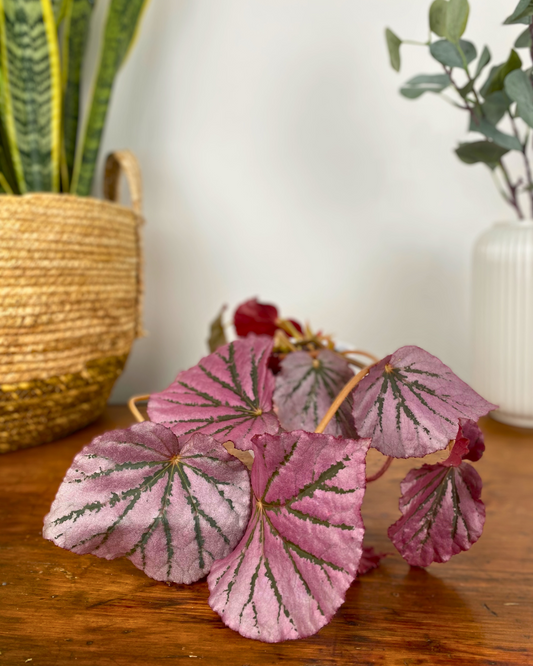 Begonia Martin's Mystery