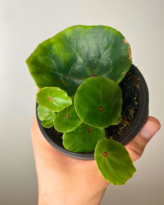 Begonia Conchifolia