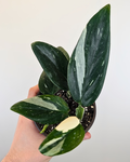 Monstera Standelyana Albo