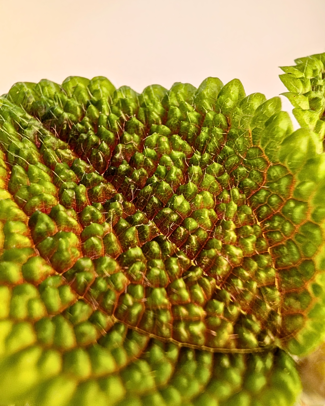 Pilea mollis ‘Moon Valley’