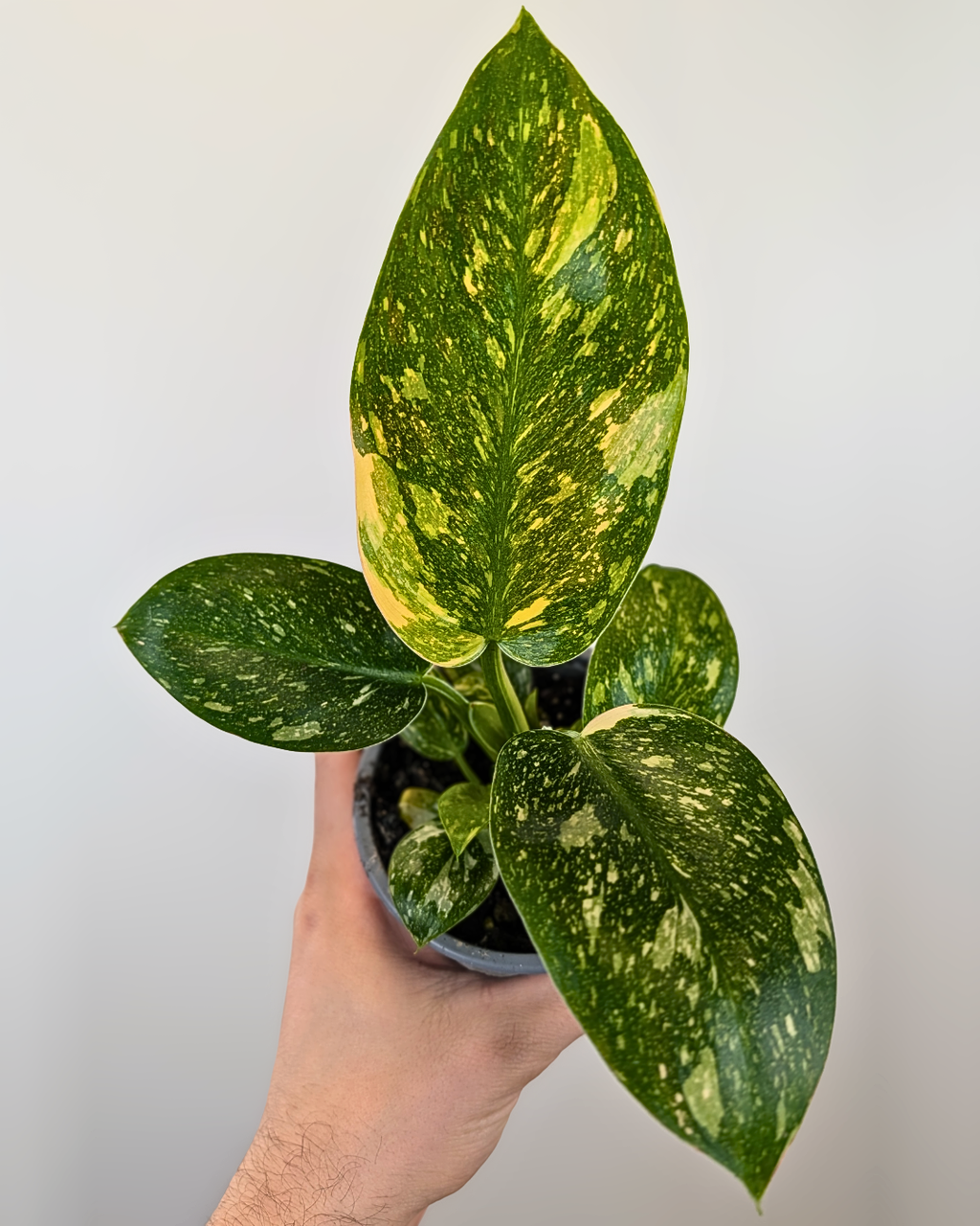 Philodendron 'Green Congo Nuclear’