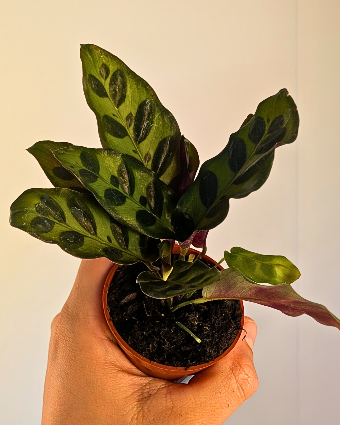 Calathea 'Rattlesnake'