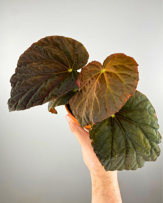 Begonia Rex Pavonina