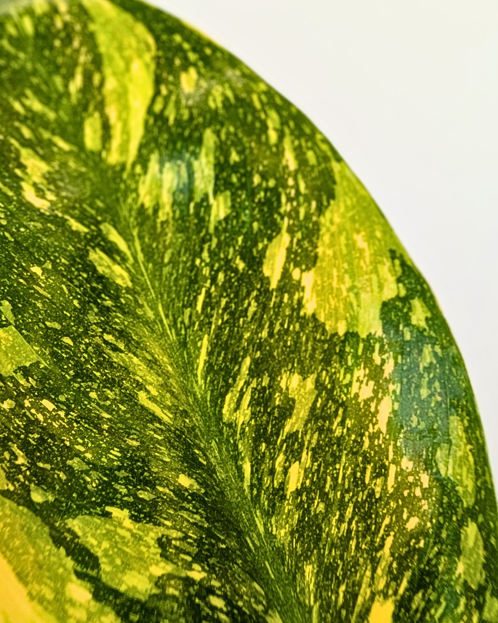 Philodendron 'Green Congo Nuclear’