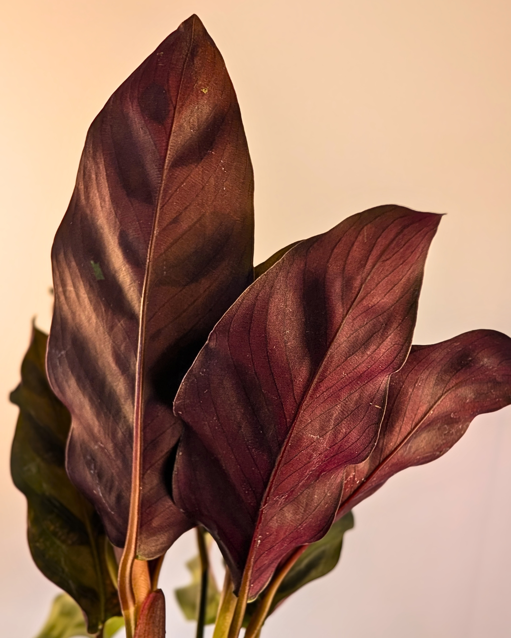 Calathea 'Rattlesnake'