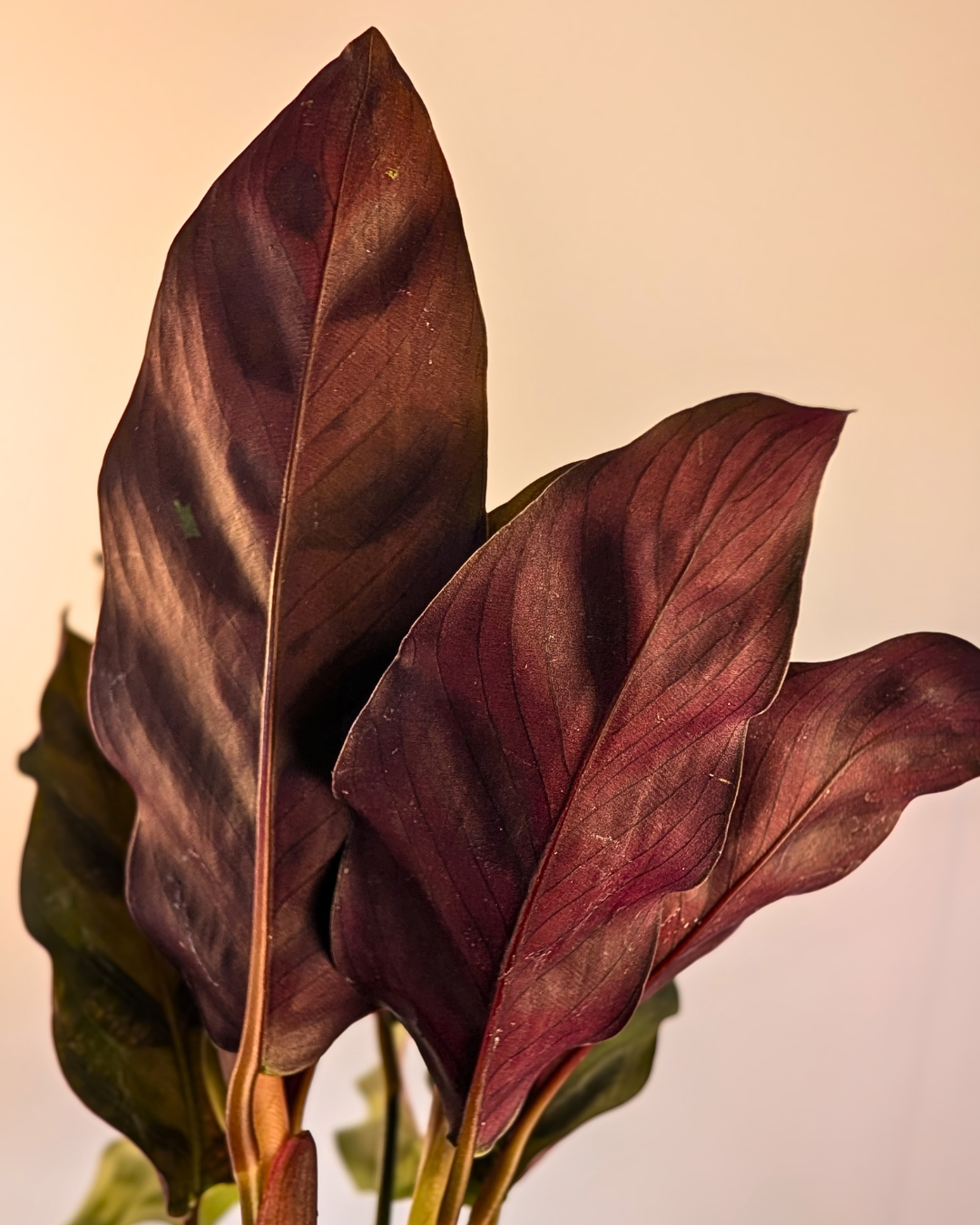Calathea 'Rattlesnake'