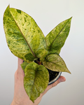 Anthurium hookeri Variegata