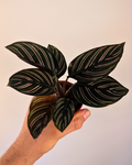 Calathea Pinstripe