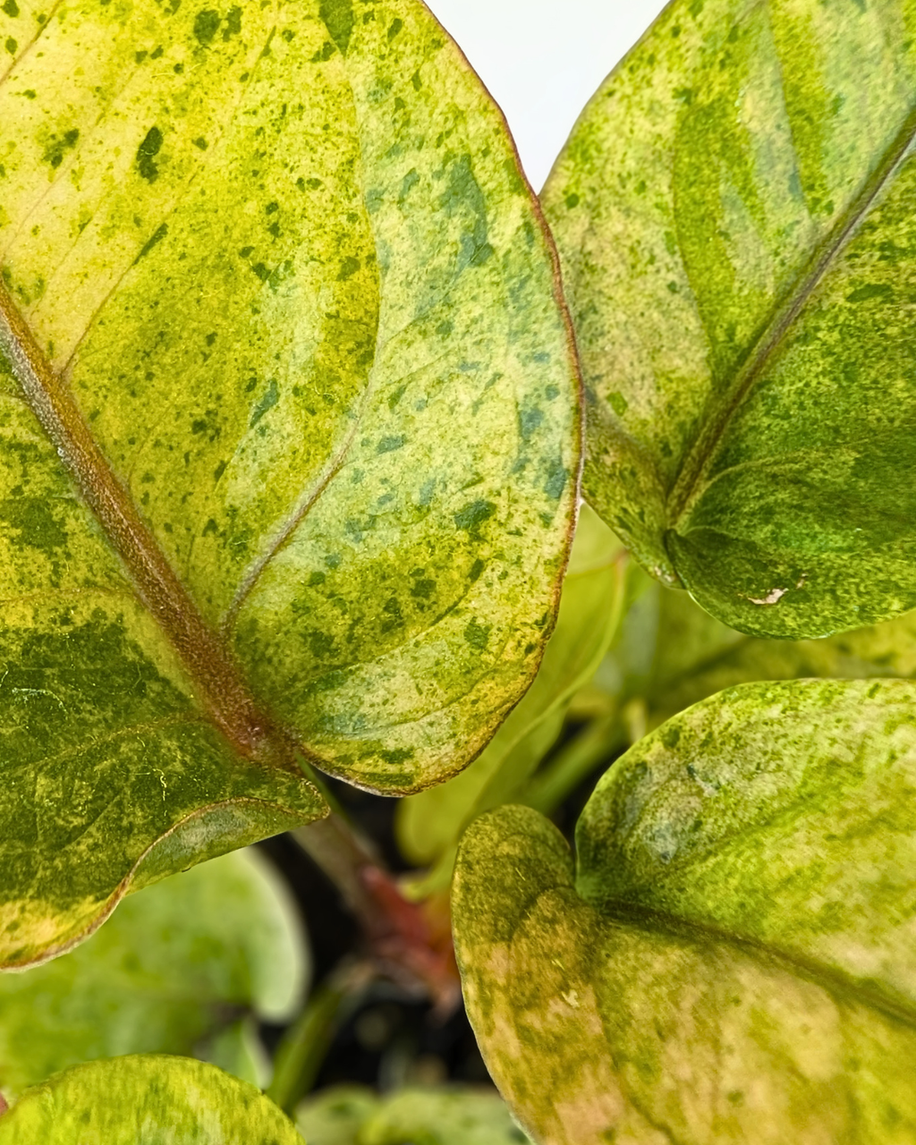 Anthurium hookeri Variegata