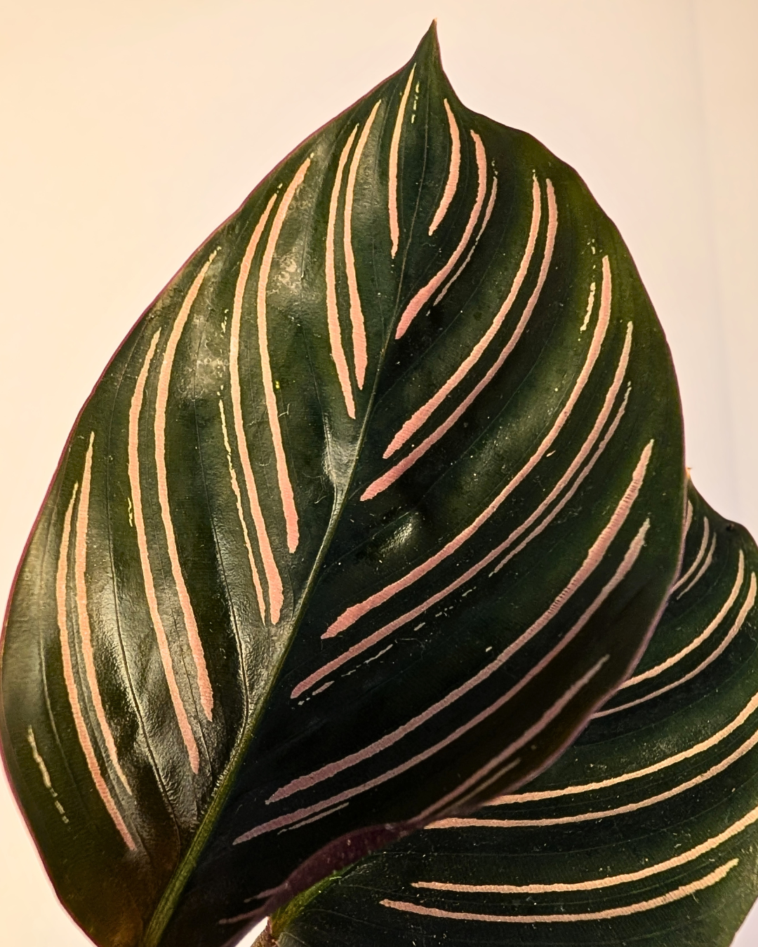 Calathea Pinstripe
