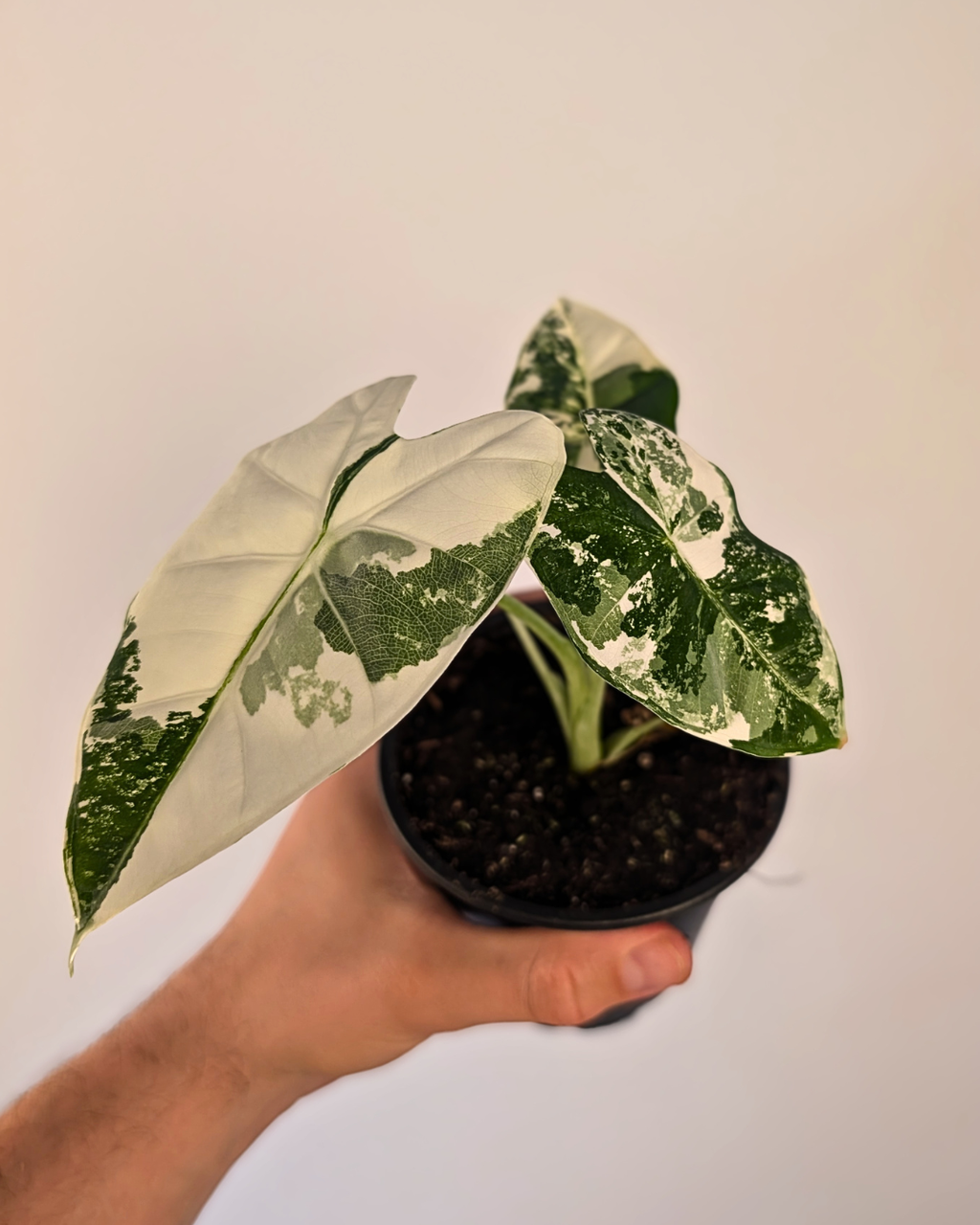 Alocasia Frydek