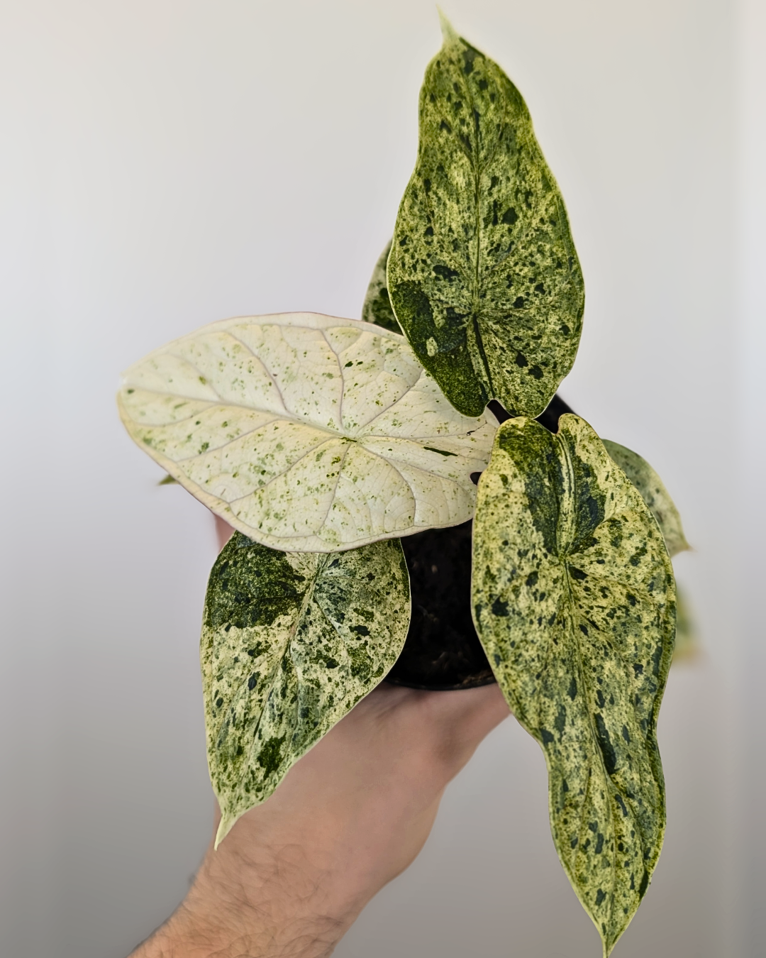 Alocasia 'Dragon Scale' Mint Variegata