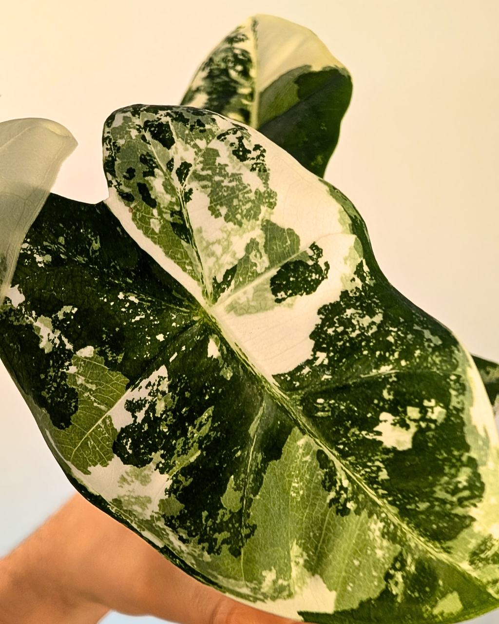 Alocasia Frydek