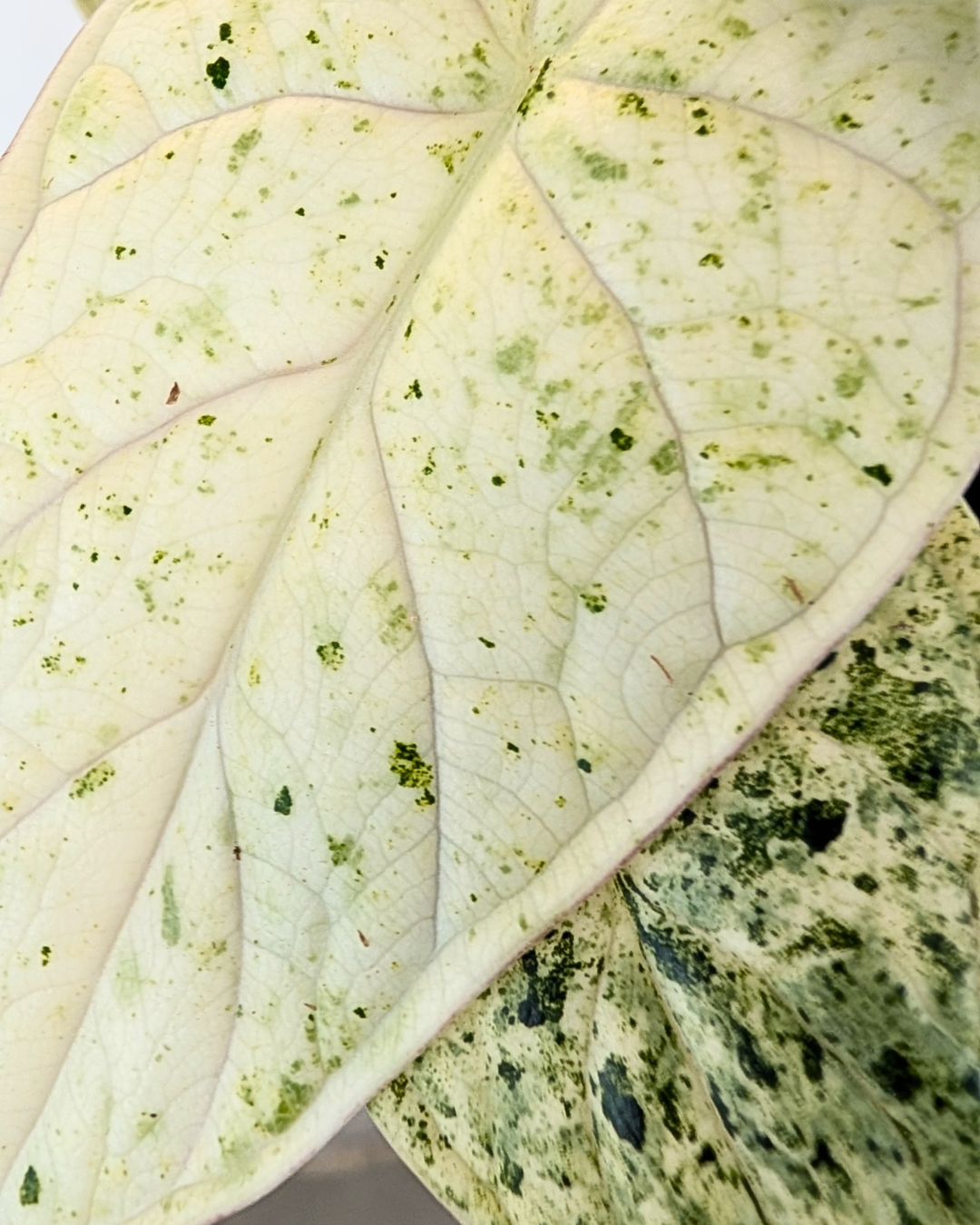 Alocasia 'Dragon Scale' Mint Variegata