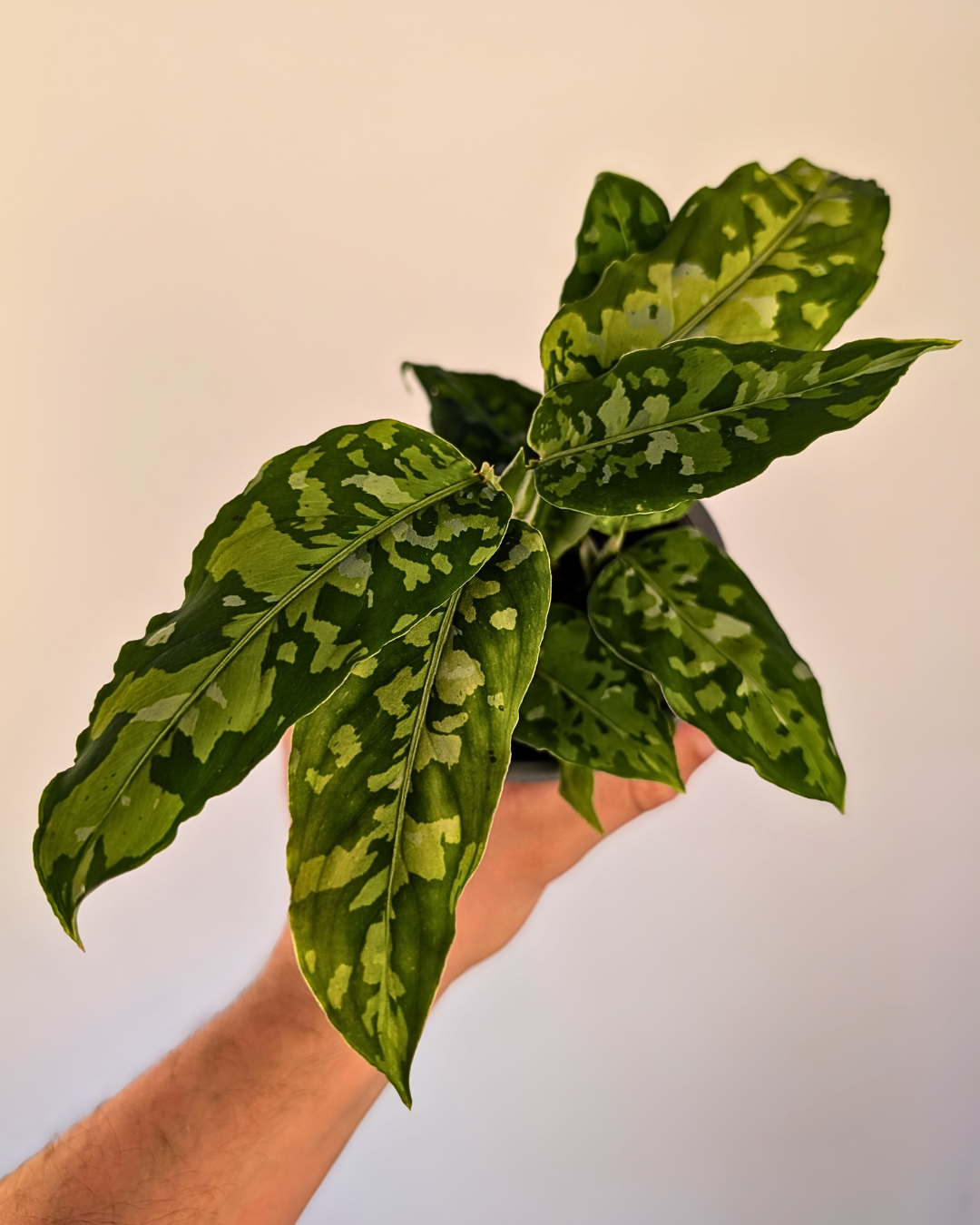 Aglaonema Pictum Tricolor
