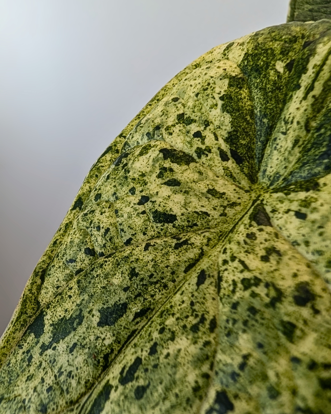 Alocasia 'Dragon Scale' Mint Variegata