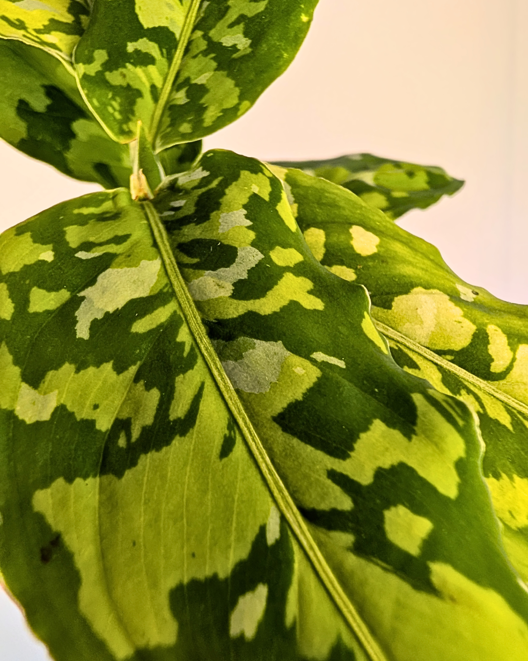 Aglaonema Pictum Tricolor