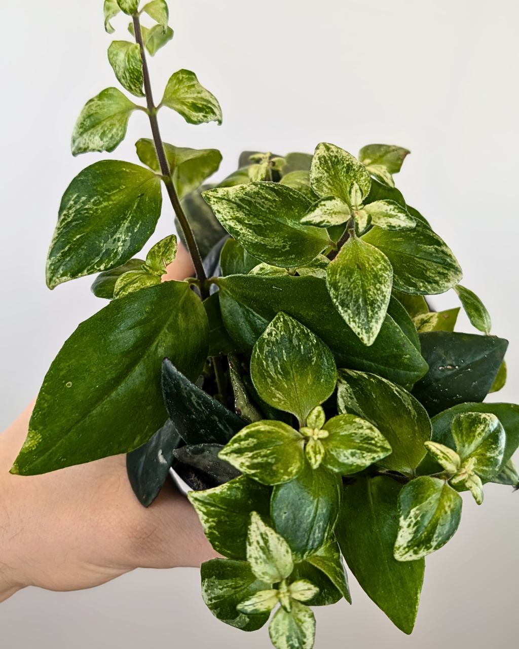 Aeschynanthus 'Mona Lisa' Variegata